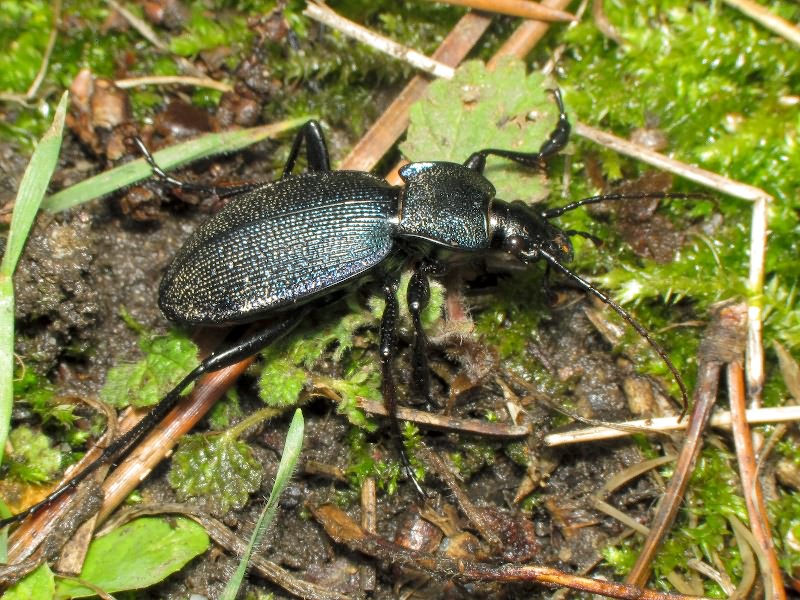 Carabus gyllenhali Fischer, 1827